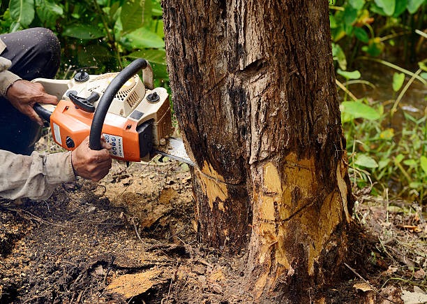 Lufkin Environmental Best Practices for Tree Trimming Springfield